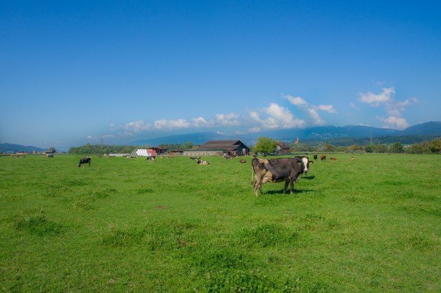 Lieber gras (2/2), by Iara Vega Linhares